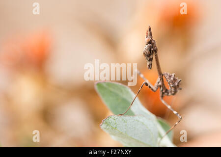 Ritratto di un adolescente conehead mantis - empusa pennata Foto Stock