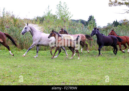 Allevamento di cavalli in esecuzione attraverso il prato estate Foto Stock