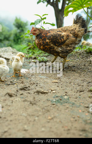Il pollo con la sua uccellini, Nepal Foto Stock