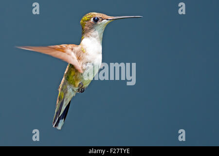 Femmina di Ruby-throated Hummingbird in volo Foto Stock