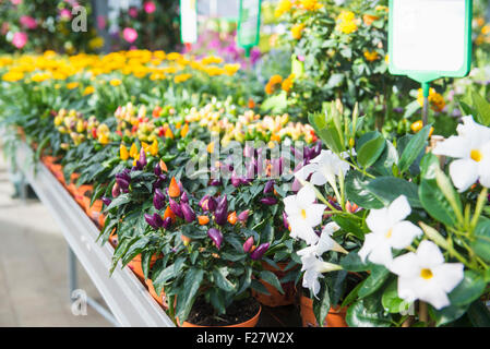 Fiori e piante di peperoncino in centro giardino, Augsburg, Baviera, Germania Foto Stock