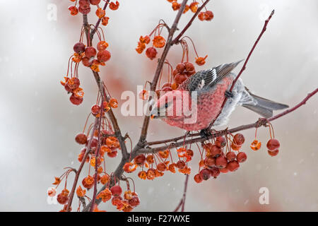 Pino maschio Grosbeak in colorate Crabapples Foto Stock