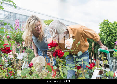 Coppia matura odore di rose in vivaio, Augsburg, Baviera, Germania Foto Stock