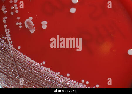 Colonie batteriche crescono nelle pecore di sangue di medie su una capsula di petri Foto Stock
