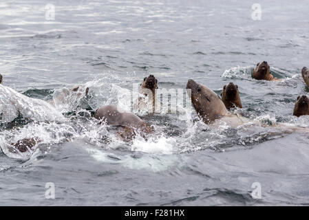 Steller leoni di mare nuotando in Frederick Suono, Alaska. Foto Stock