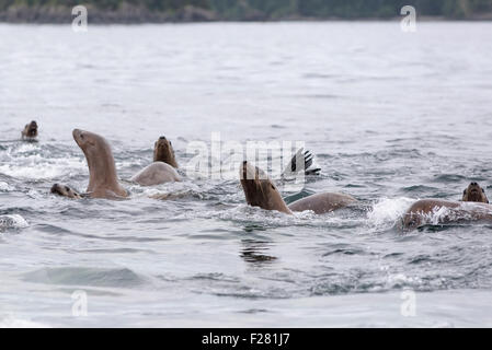 Steller leoni di mare nuotando in Frederick Suono, Alaska. Foto Stock