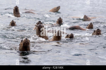 Gruppo di Steller leoni di mare nuotando in Frederick Suono, Alaska. Foto Stock