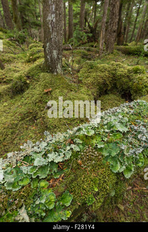 Licheni e muschi che cresce su un albero caduto su un isola nel sud-est dell Alaska. Foto Stock