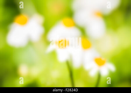 Abstract blur e effetto di sfocatura di fiori bianchi in erba verde, sullo sfondo della natura Foto Stock
