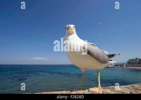 Close-up di seagull si appollaia su parete del porto di mare, Puglia, Italia Foto Stock