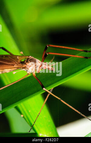 Un insetto. Marco close up di una gru volare seduti sulla foglia. Ordine ditteri, 'Tipula Maxima' lungo il corpo marrone con molto lungo le gambe. Foto Stock