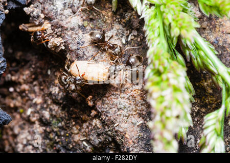 Un insetto. Overhead vicino la vista del giardino nero "formiche Lasius niger', nido disturbato, due formiche e insieme trasportano uovo, lavae. Foto Stock