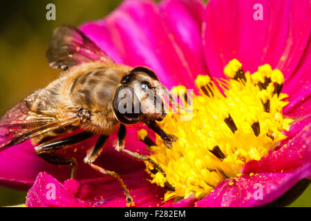 Un insetto. Close up macro di una rivolta Hover fly, 'myathropa Florae', la raccolta di nettare con timone dal cosmo fiore. AKA Flowerfly e sudore bee. Foto Stock