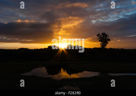 New Forest National Park in Inghilterra. Sunrise, sunup, attraverso il cielo nuvoloso visto contro stagliano orizzonte con Lone Tree. In primo piano la riflessione sul laghetto. Foto Stock