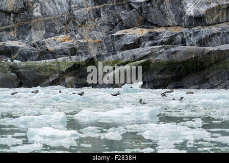 Le guarnizioni di tenuta del porto sul ghiaccio nei pressi del Dawes ghiacciaio in Alaska sudorientale. Foto Stock