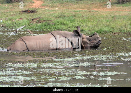 Il rinoceronte indiano (Rhinoceros unicornis) India Foto Stock