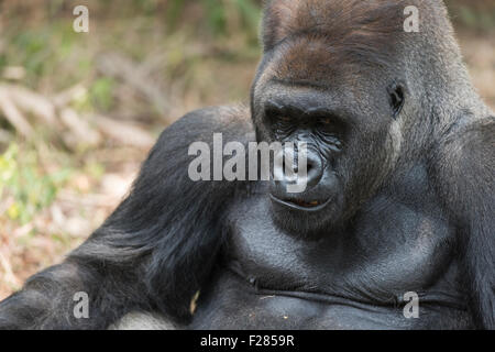 Pendente ritornare Western pianura Gorilla Silverback Foto Stock