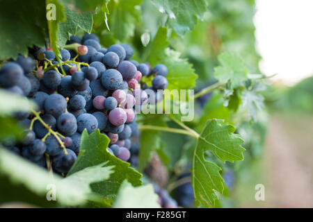 La faraona Farm, Italia. Xii Sep, 2015. Grapefruites nel vigneto della Masseria La faraona, Italia. Le persone sono il raccolto per la vendemmia festival Credito: Francesco Gustincich/Alamy Live News Foto Stock