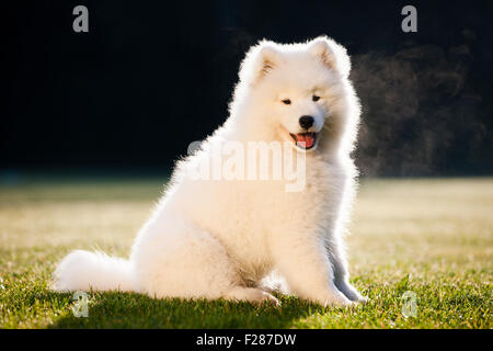 Samoiedo cane, cucciolo, seduta in erba Foto Stock