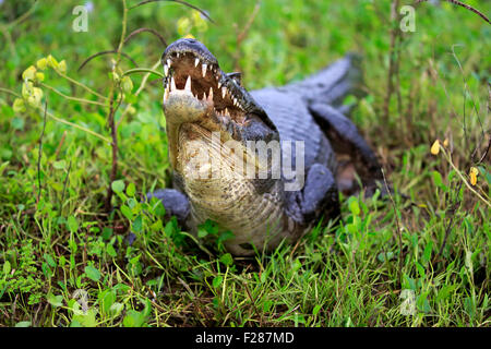 Caimano Yacare (Yacare Caimano), Adulto, su terra, con bocca aperta, Pantanal, Mato Grosso, Brasile Foto Stock