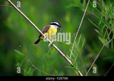 Grande kiskadee (Pitangus sulfuratus), Adulto di vedetta, Pantanal, Mato Grosso, Brasile Foto Stock