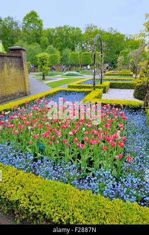 Nel giardino Keukenhof, tulip fiori e alberi sullo sfondo Foto Stock