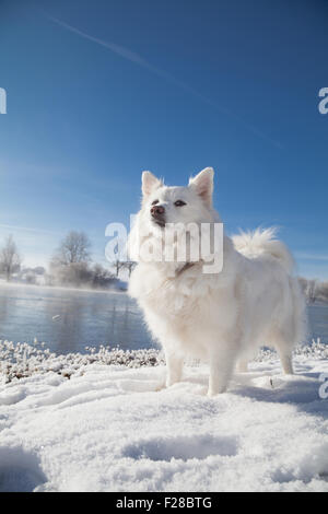 Cane sul lungolago in inverno, Eichenau, Fürstenfeldbruck, Baviera, Germania, Foto Stock