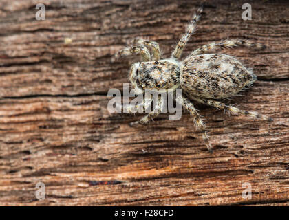 Close up spider su uno sfondo di legno Foto Stock