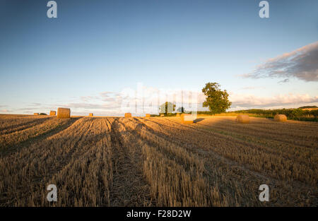 La luce del tramonto in un campo di balle di fieno, Breedon sulla collina nel LEICESTERSHIRE REGNO UNITO Inghilterra Foto Stock