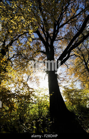 Sole che splende attraverso albero nella foresta, Eichenau, Fürstenfeldbruck, Baviera, Germania Foto Stock