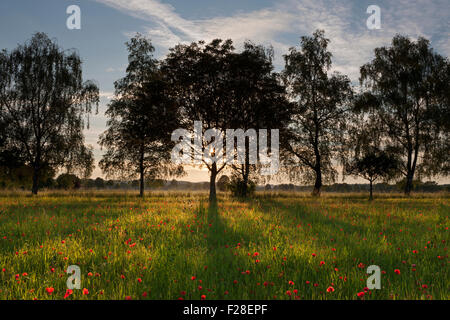 Papavero rosso che cresce in un campo durante il tramonto, Baviera, Germania Foto Stock