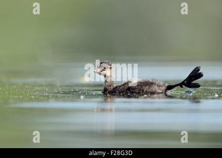 Giovane Grebe dal collo nero / Grebe orecchie / Schwarzhalstaucher ( Podiceps nigricollis ) si allunga, mostra i suoi lobi carnosi, la fauna selvatica, l'Europa. Foto Stock