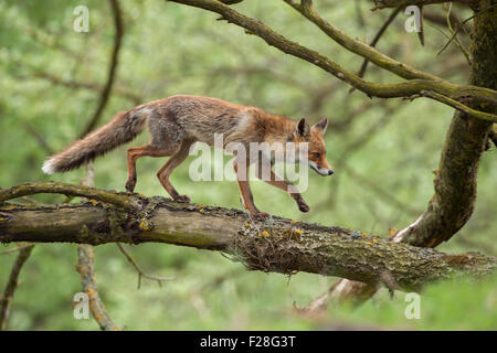 Red Fox / Rotfuchs ( Vulpes vulpes ) climbing, bilanciamento viene eseguito su / su un albero. Foto Stock