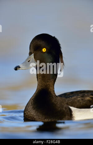 Ritratto di testa di un maschio di Moretta / Reiherente ( Aythya fuligula ) allunga il proprio collo. Foto Stock