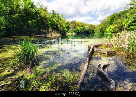 Swamp green lake shore sotto un cielo nuvoloso Foto Stock
