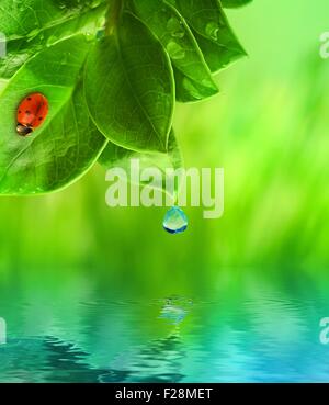 Ladybug seduto su erba verde riflesse in acqua di rendering Foto Stock
