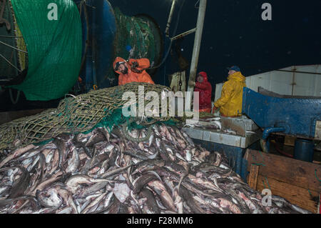 Lo svuotamento di dragger net piena di eglefino sul ponte. Georges Bank, New England Foto Stock