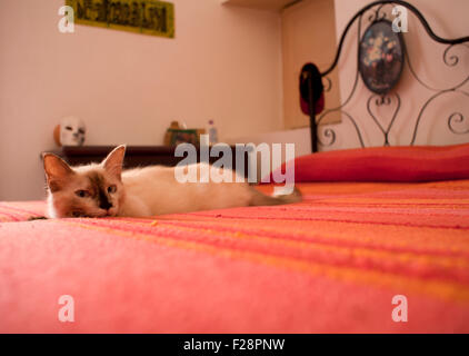 Gatto sul letto rosso Foto Stock