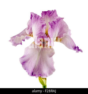 Fiore violaceo di iris, isolati su sfondo bianco Foto Stock