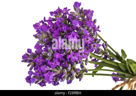 Profumo di violetta selvatica fiori di lavanda in dewdrops e legato con la prua, isolato su bianco Foto Stock