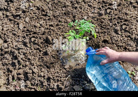 Agricoltura biologica di pomodoro in casa verde. Mani tenendo le piantine mettere e irrigare nel foro, Bulgaria Foto Stock