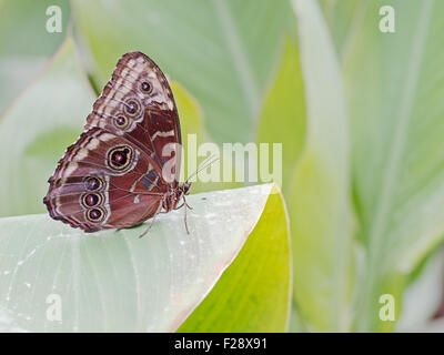 Morpho peleides farfalle tropicali. Profilo. Foto Stock