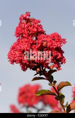 Lagerstroemia speciosa. Foto Stock