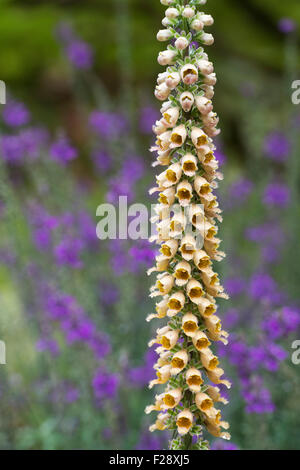 Digitalis ferruginea. Rusty foxglove Foto Stock