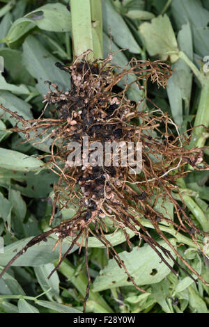 Radice esposta di un ampia pianta di fagiolo che mostra la fissazione di azoto noduli formata da rhizobia, batteri simbiotici Foto Stock