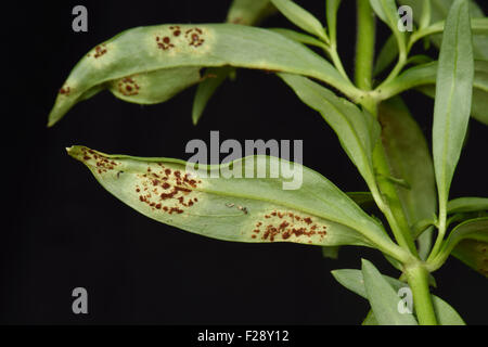 Antirrhinum o bocca di leone, ruggine Puccinia antirrhini, pustole in una lesione di forma circolare sul lato inferiore di una foglia di Antirrhinum, ago Foto Stock