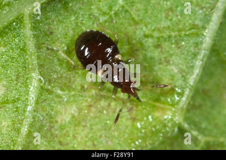 Un fiore bug ninfa, Anthocoris spp., una giovane insetto predatore, Agosto Foto Stock