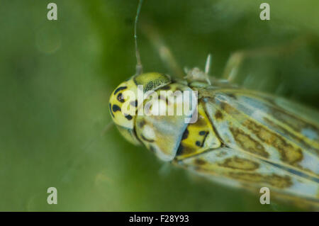 Microfotografia di un adulto foglia di salvia tramoggia, Eupteryx melissae, sul lato inferiore di una foglia di salvia, Agosto Foto Stock