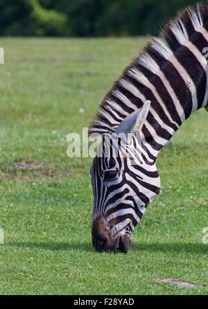 Zebra il ritratto con lo sfondo di erba Foto Stock