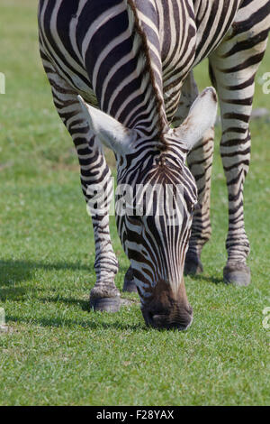 Bella zebra sull'erba close-up Foto Stock